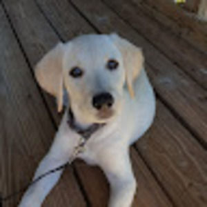 Meet your Posher, Sofia